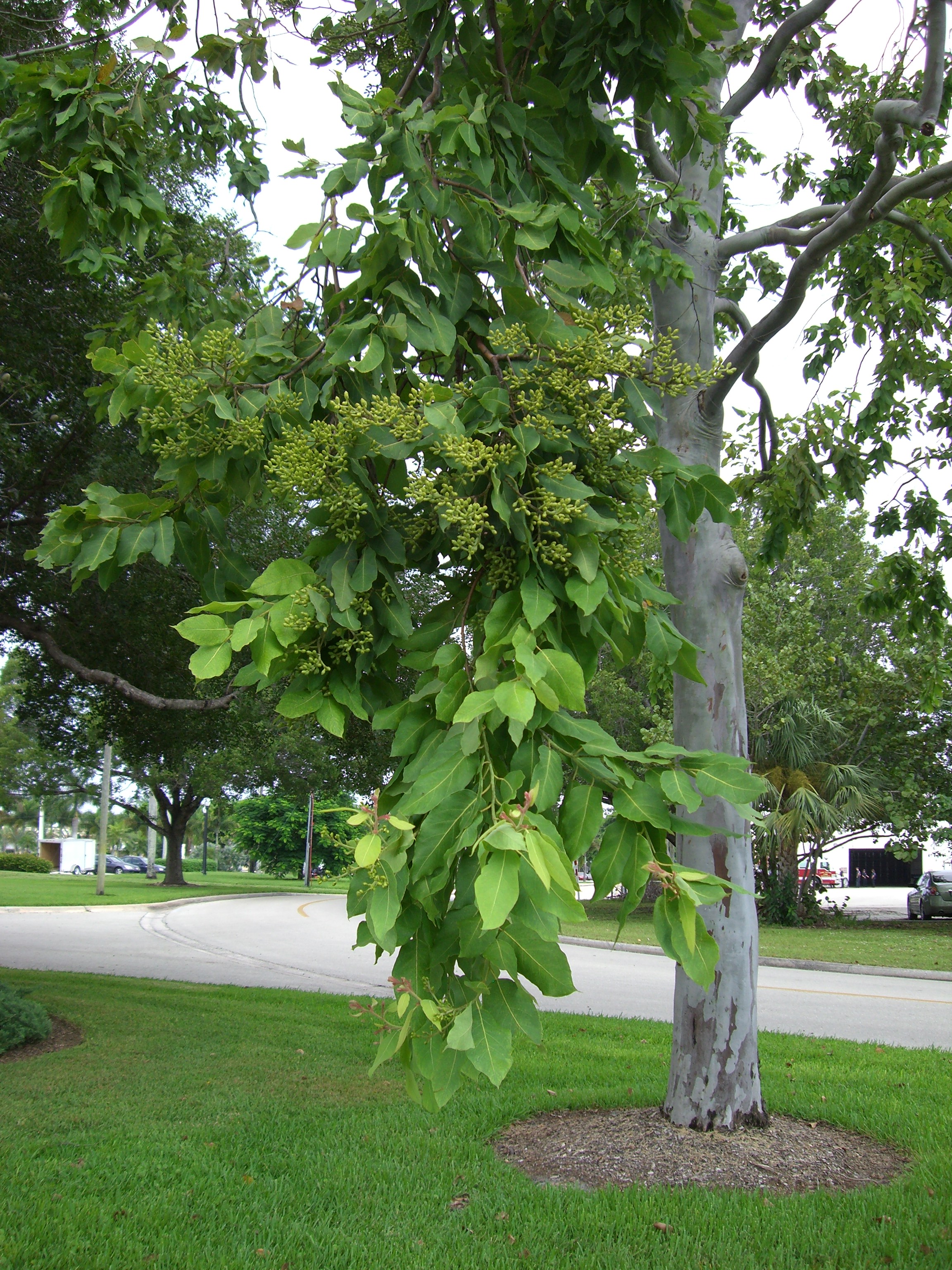 Corymbia torelliana